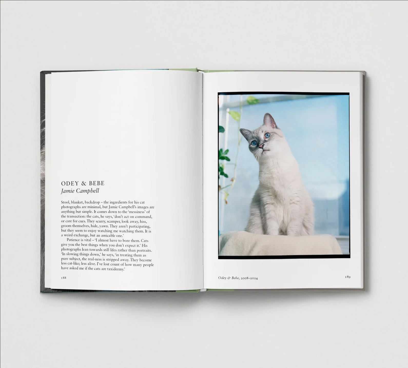 Cat. - Image 2
