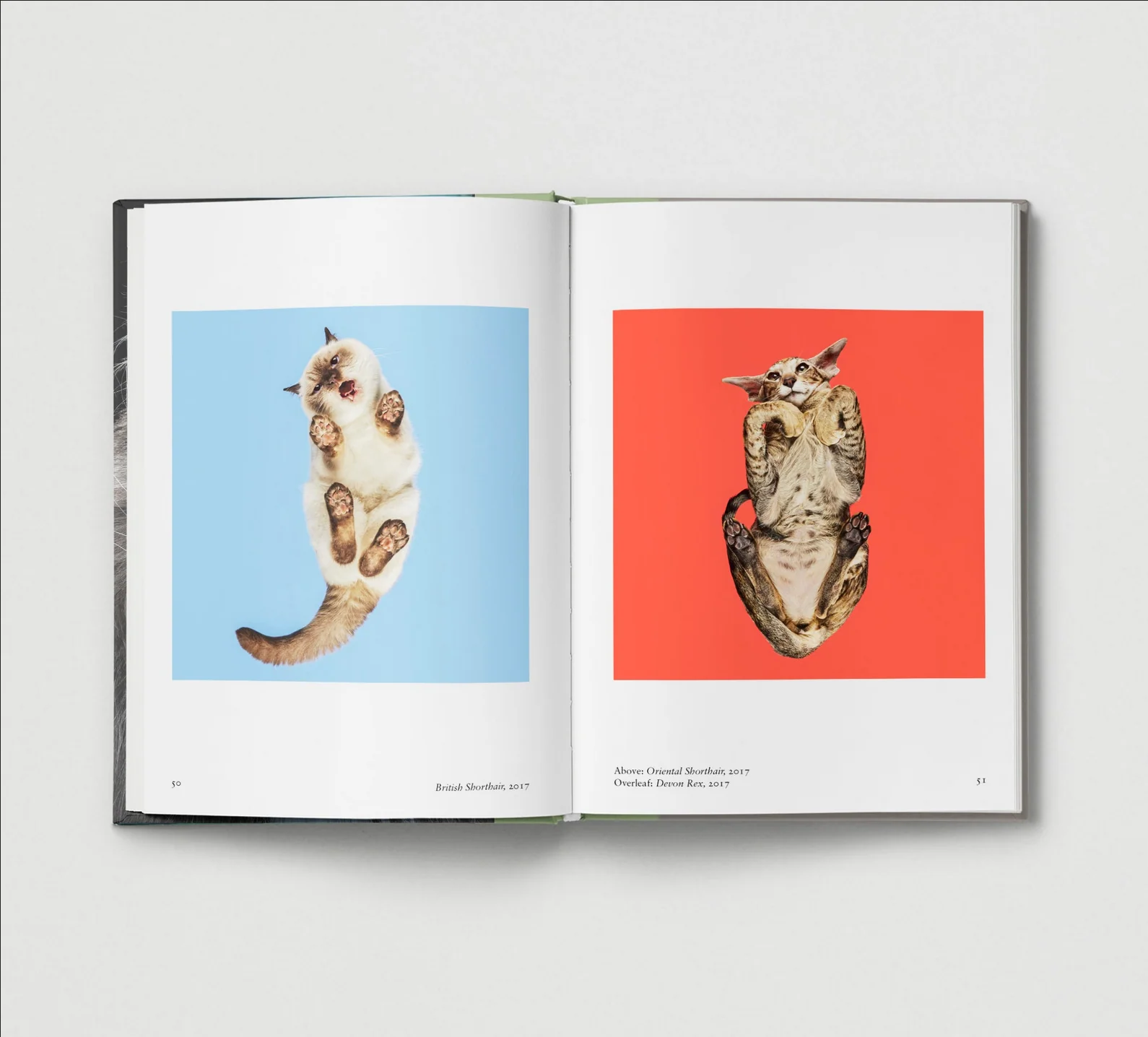 Cat. - Image 3