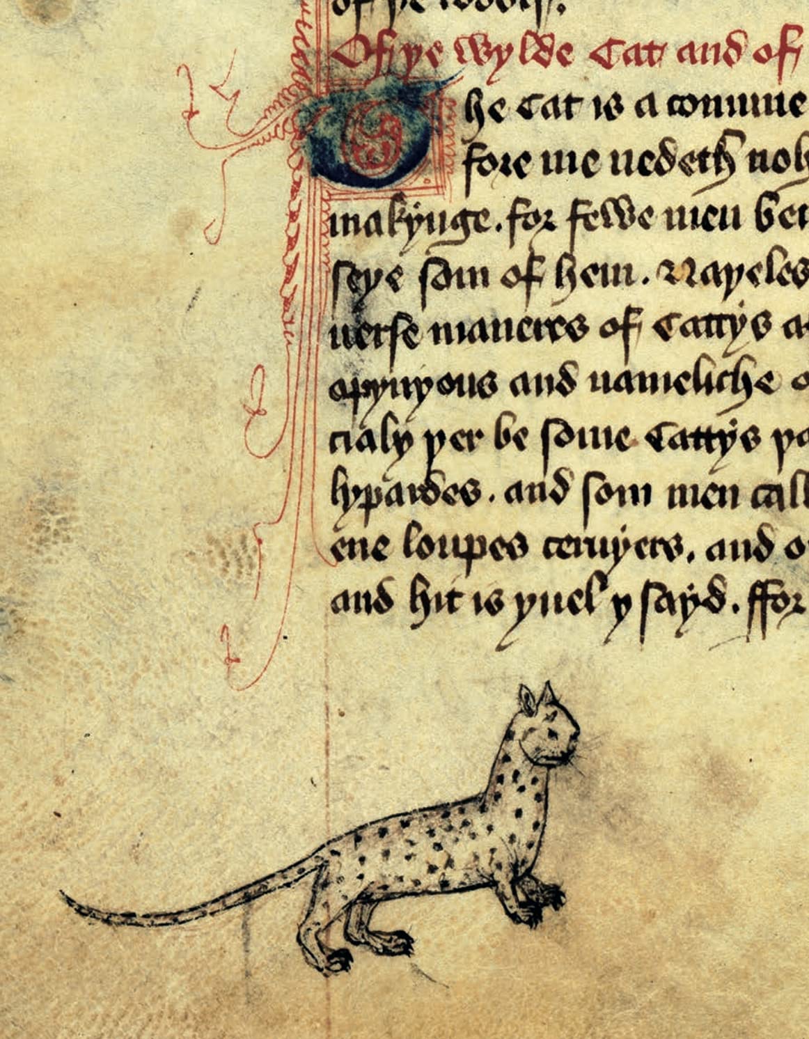 Cats in Medieval Manuscripts - Image 2