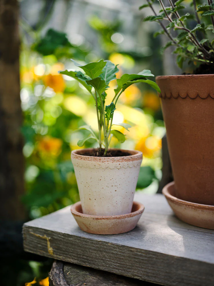 Helena Pot With Saucer - Rose - Image 3