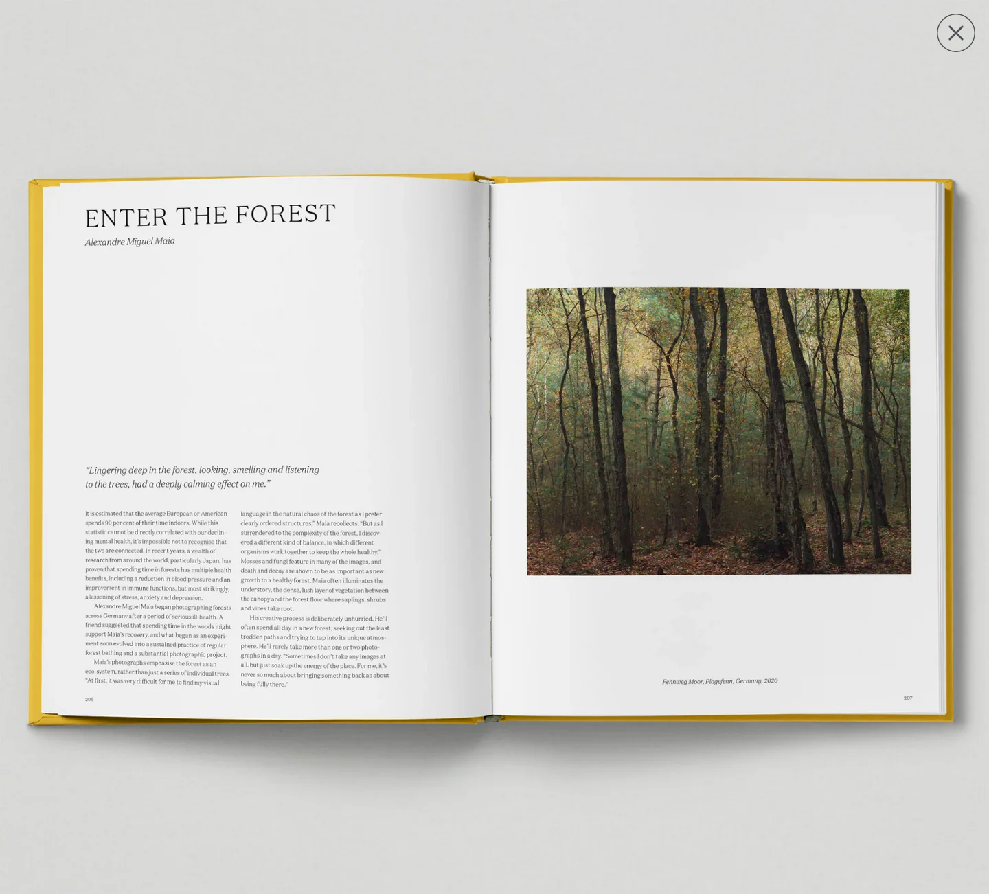Looking at Trees - Image 2